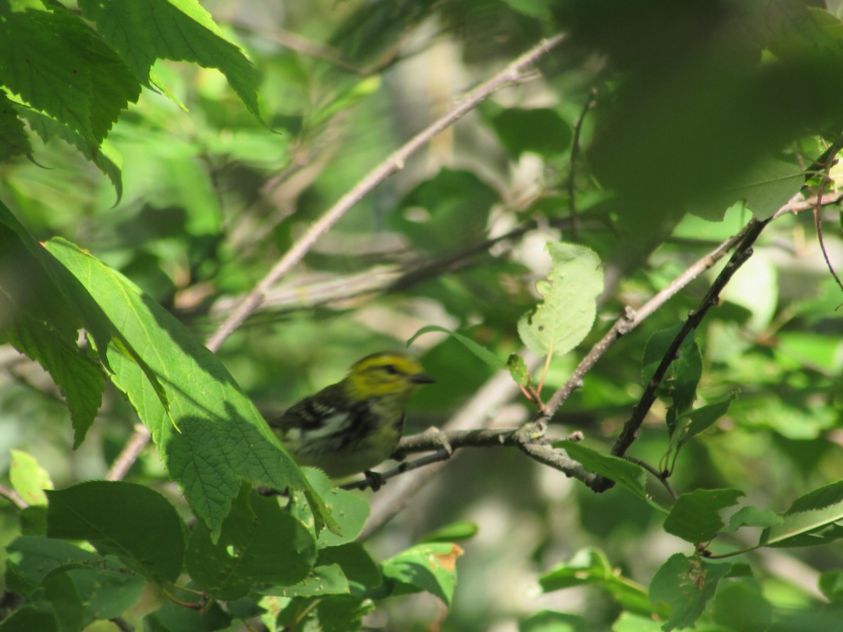 Black-throated Green Warbler - ML257479241