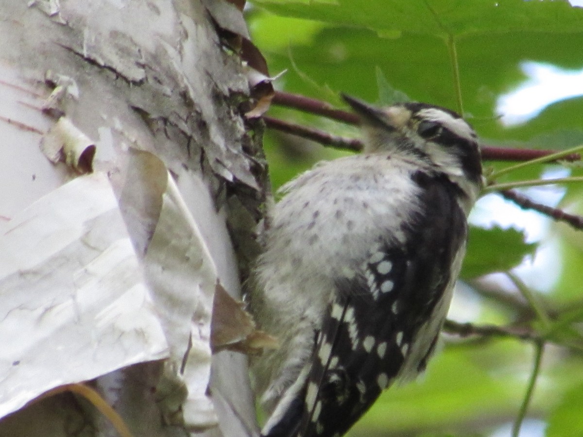 Downy Woodpecker - ML257479581