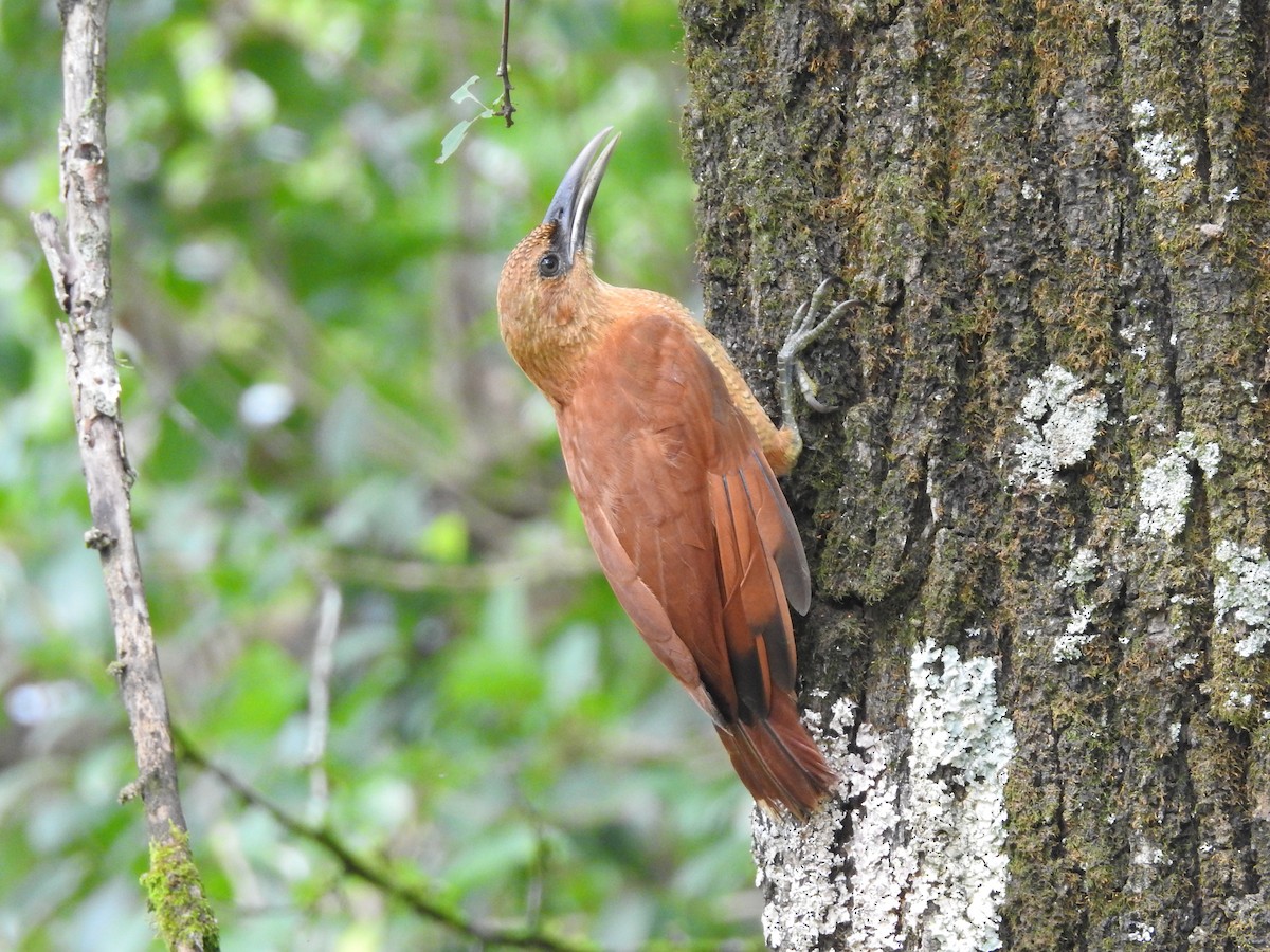 Great Rufous Woodcreeper - ML257480181