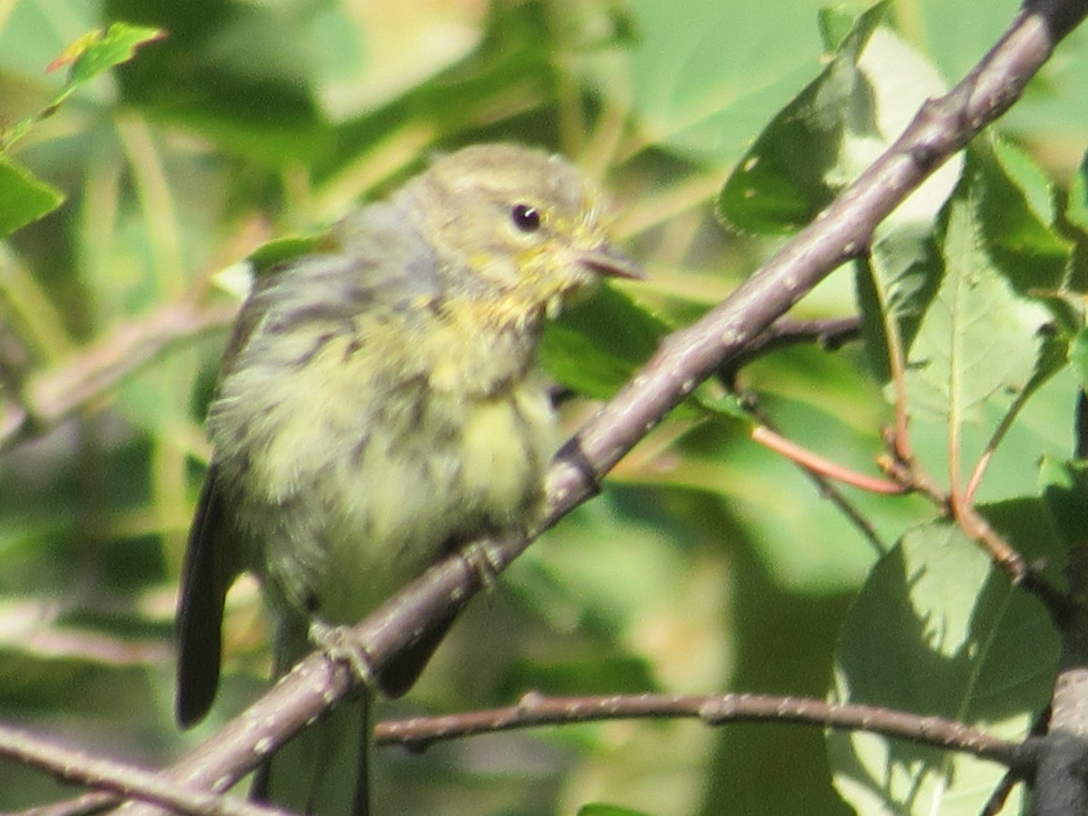 Black-throated Green Warbler - ML257480431