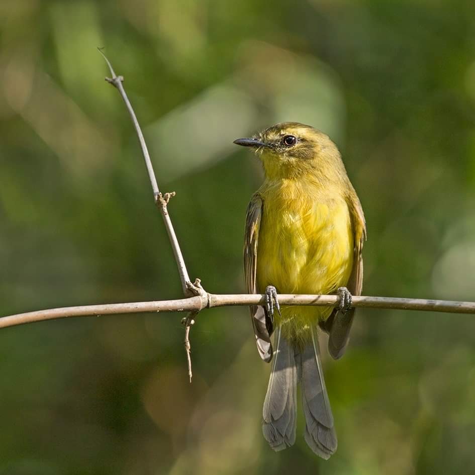 Yellow Tyrannulet - ML257480681