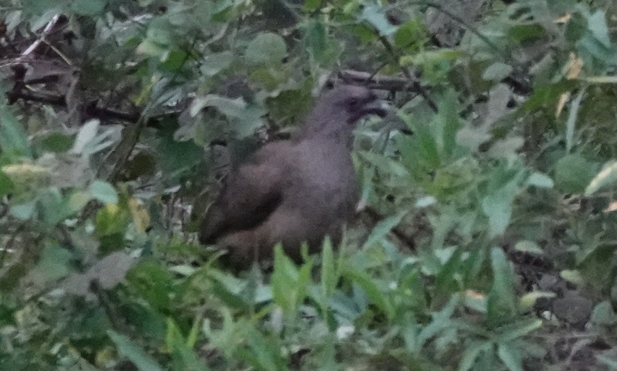 Chaco Chachalaca - ML257480791