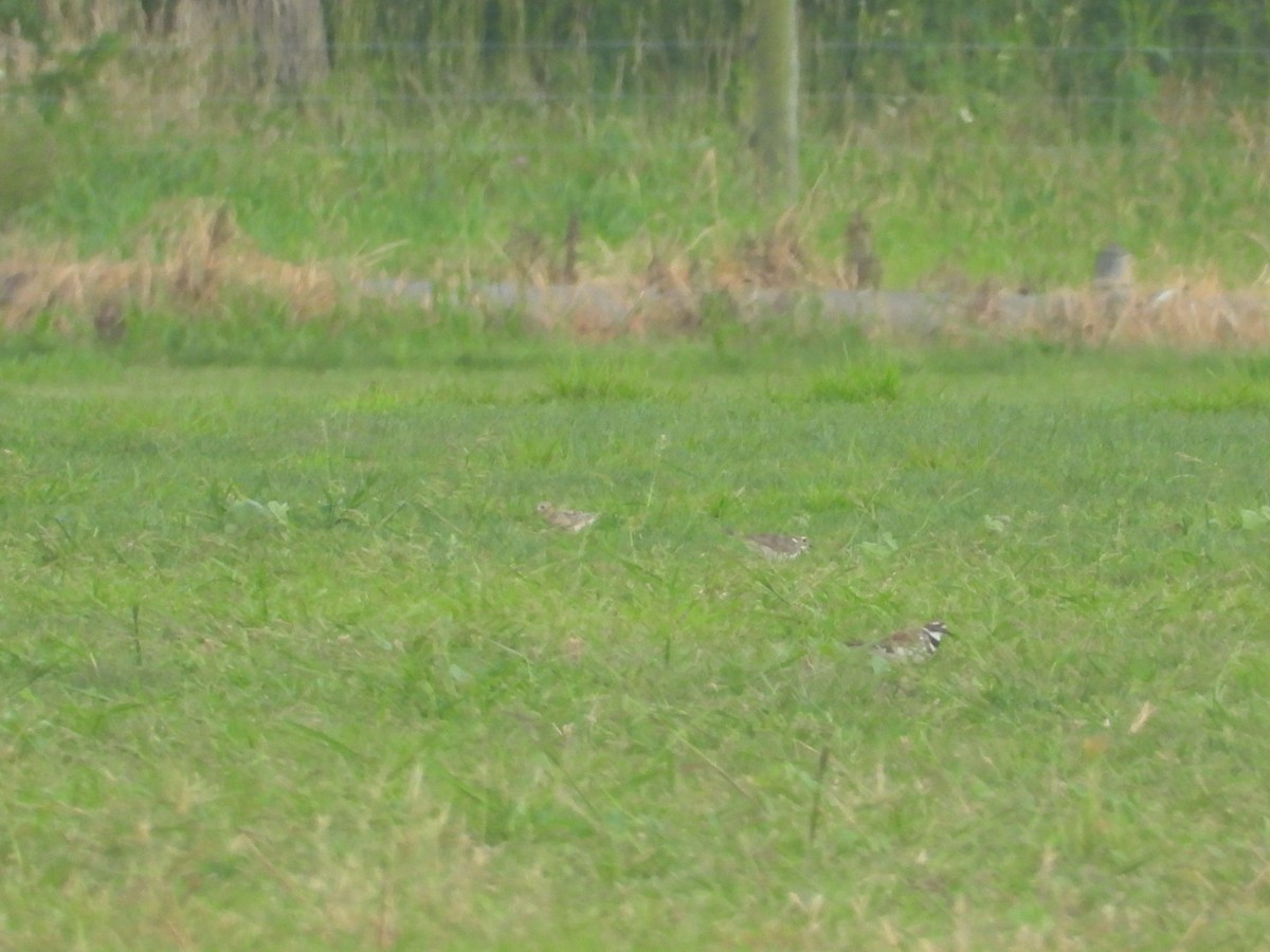 Buff-breasted Sandpiper - ML257482421