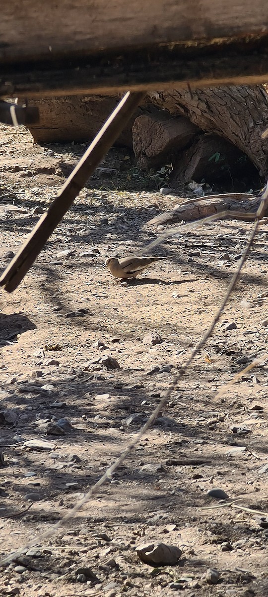 Picui Ground Dove - ML257484961