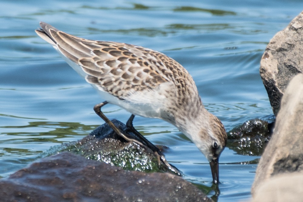 Semipalmated Sandpiper - ML257485891