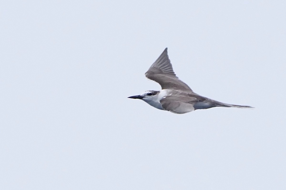 Bridled Tern - Gautam Apte