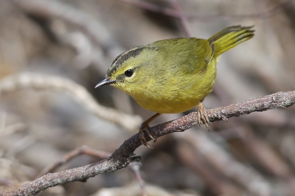 Two-banded Warbler - Jorge  Quiroga