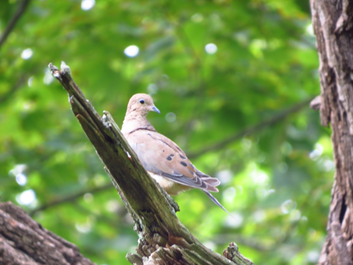 Mourning Dove - ML257490371