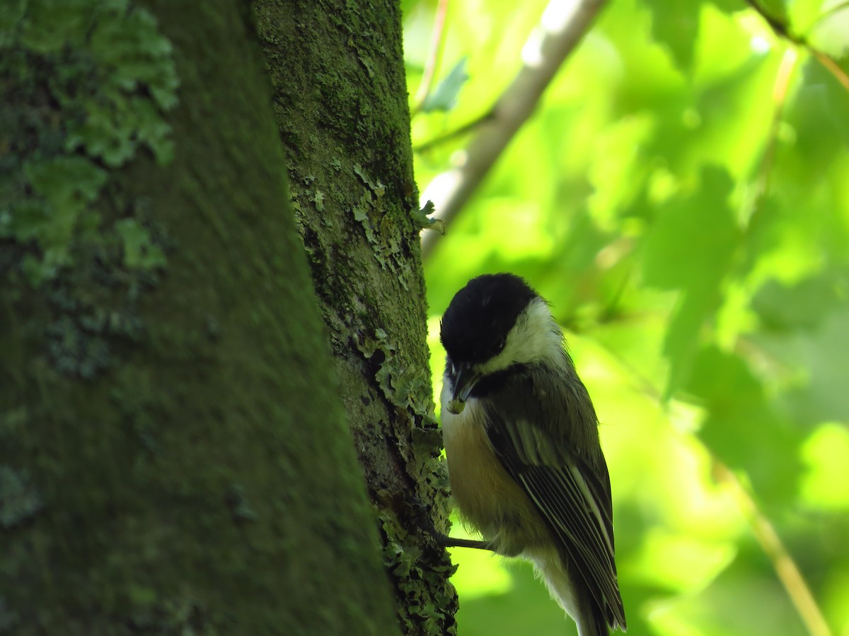 Mésange à tête noire - ML257490471