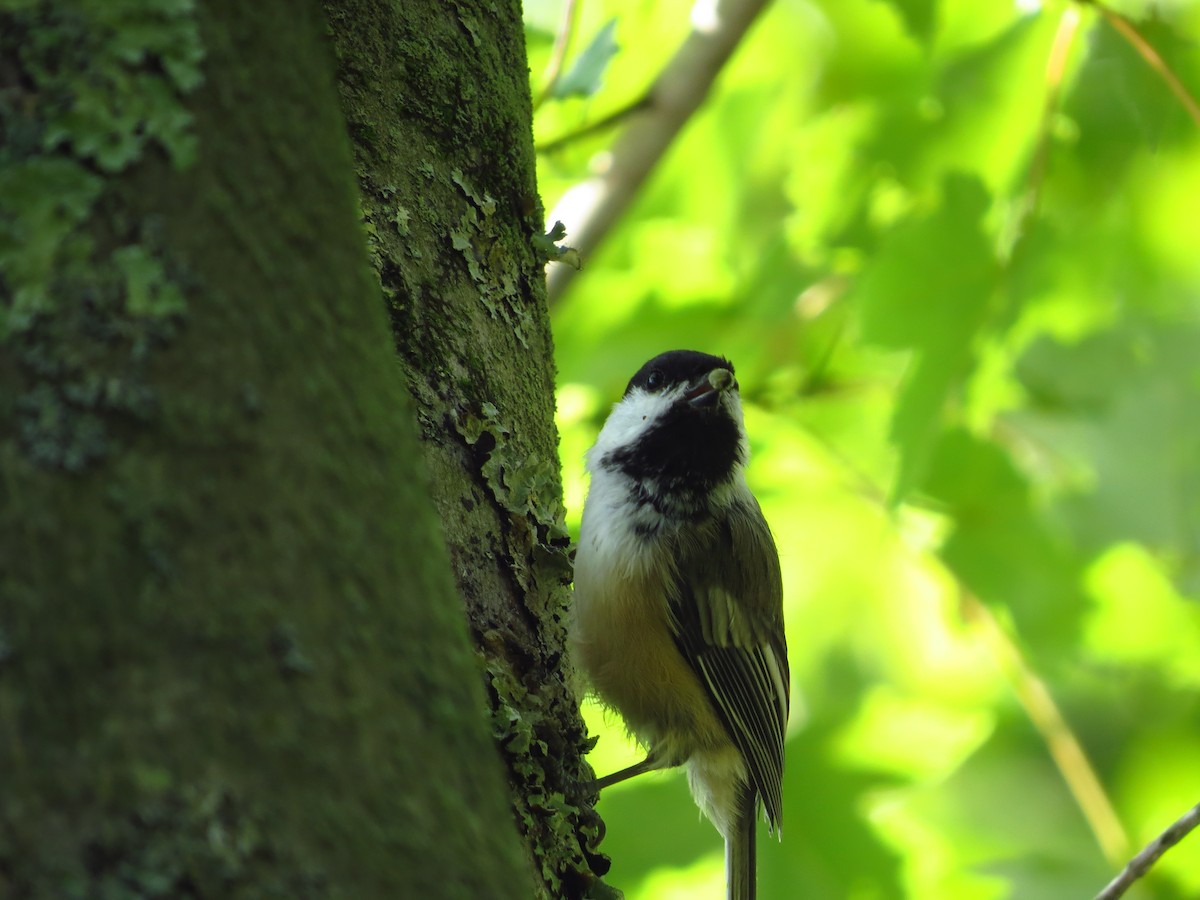 Mésange à tête noire - ML257490481