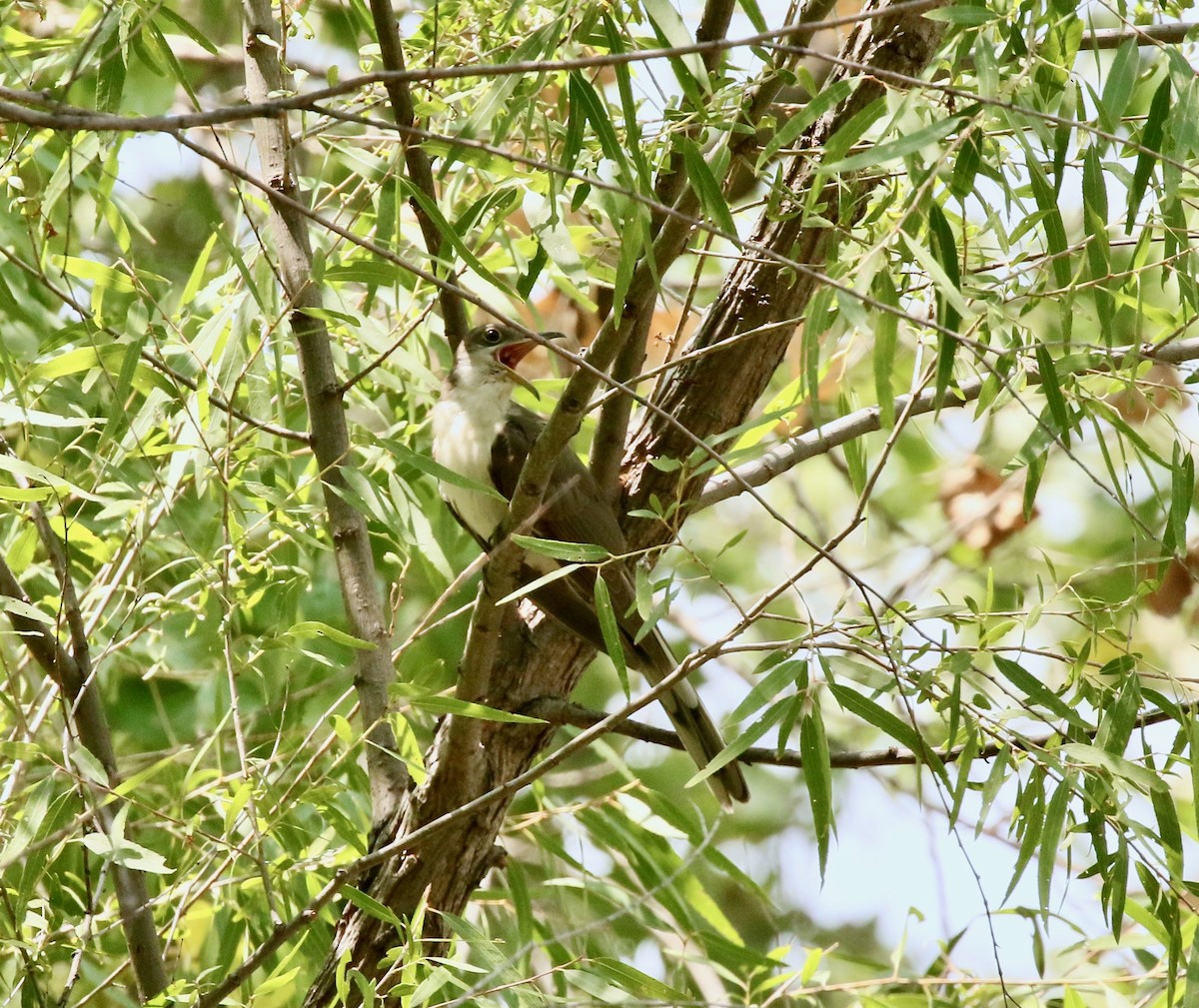 Cuclillo Piquigualdo - ML257490701