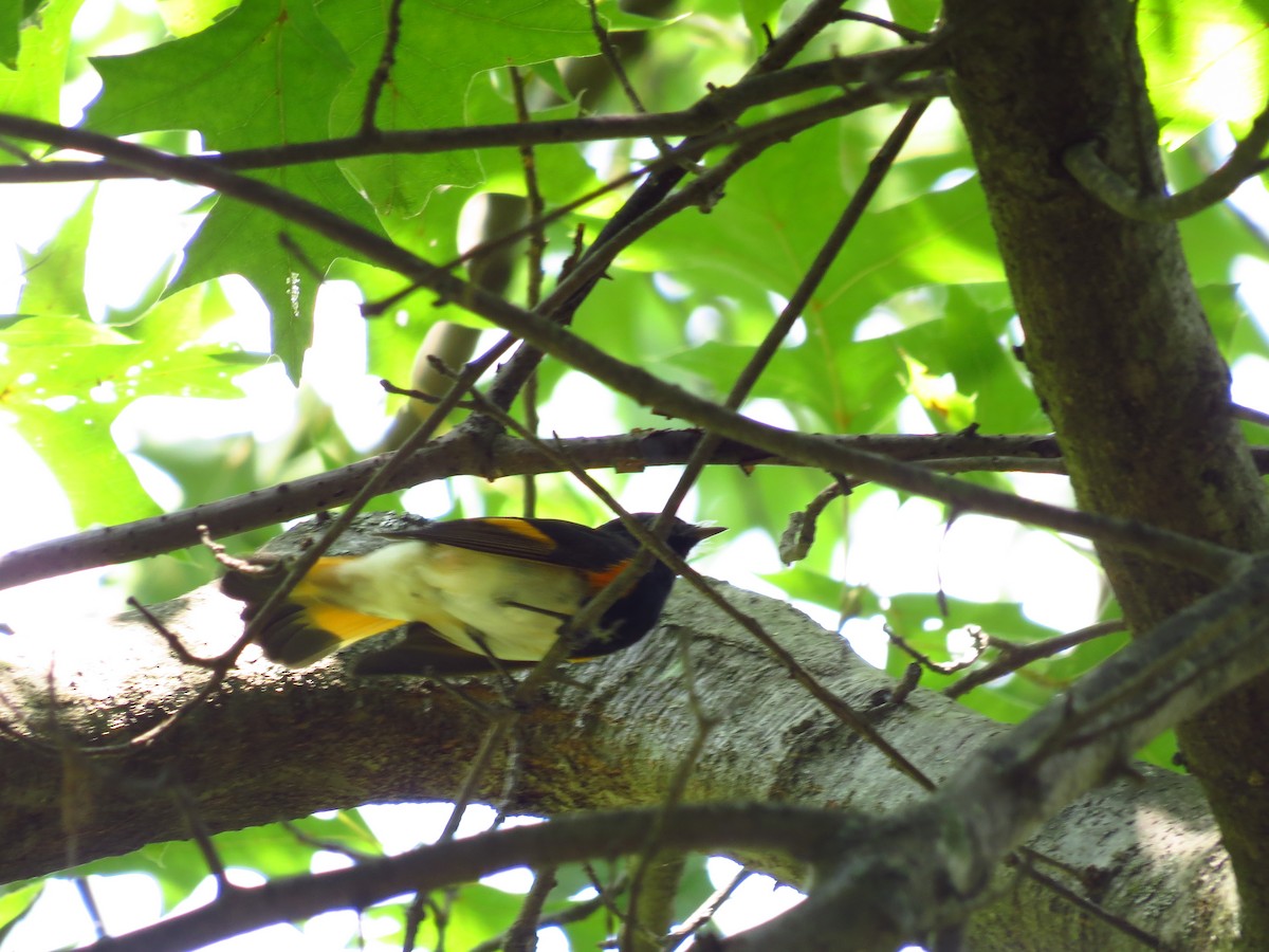 American Redstart - ML257491411