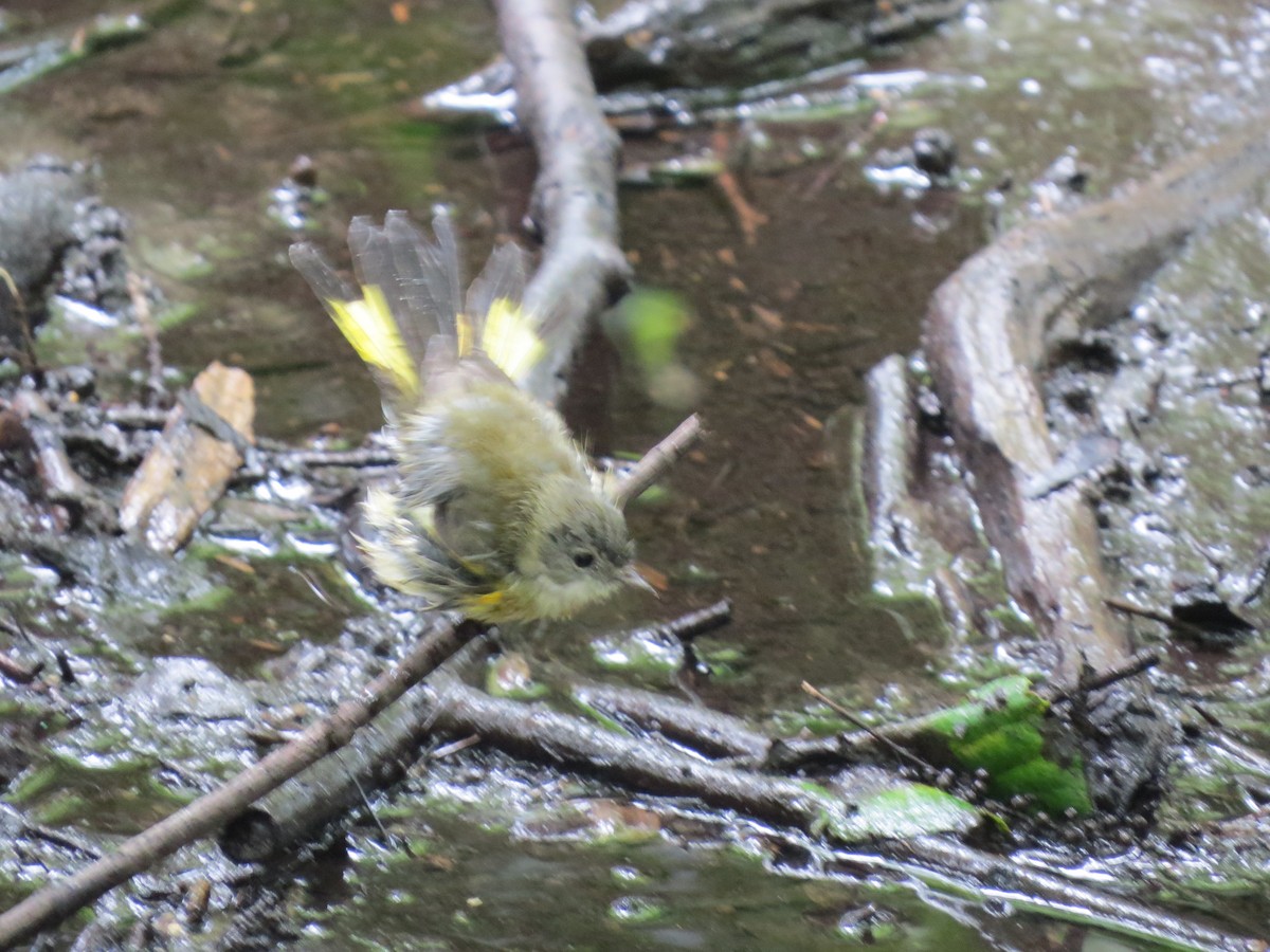 American Redstart - ML257491421