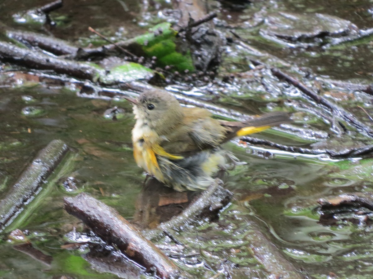 American Redstart - ML257491431