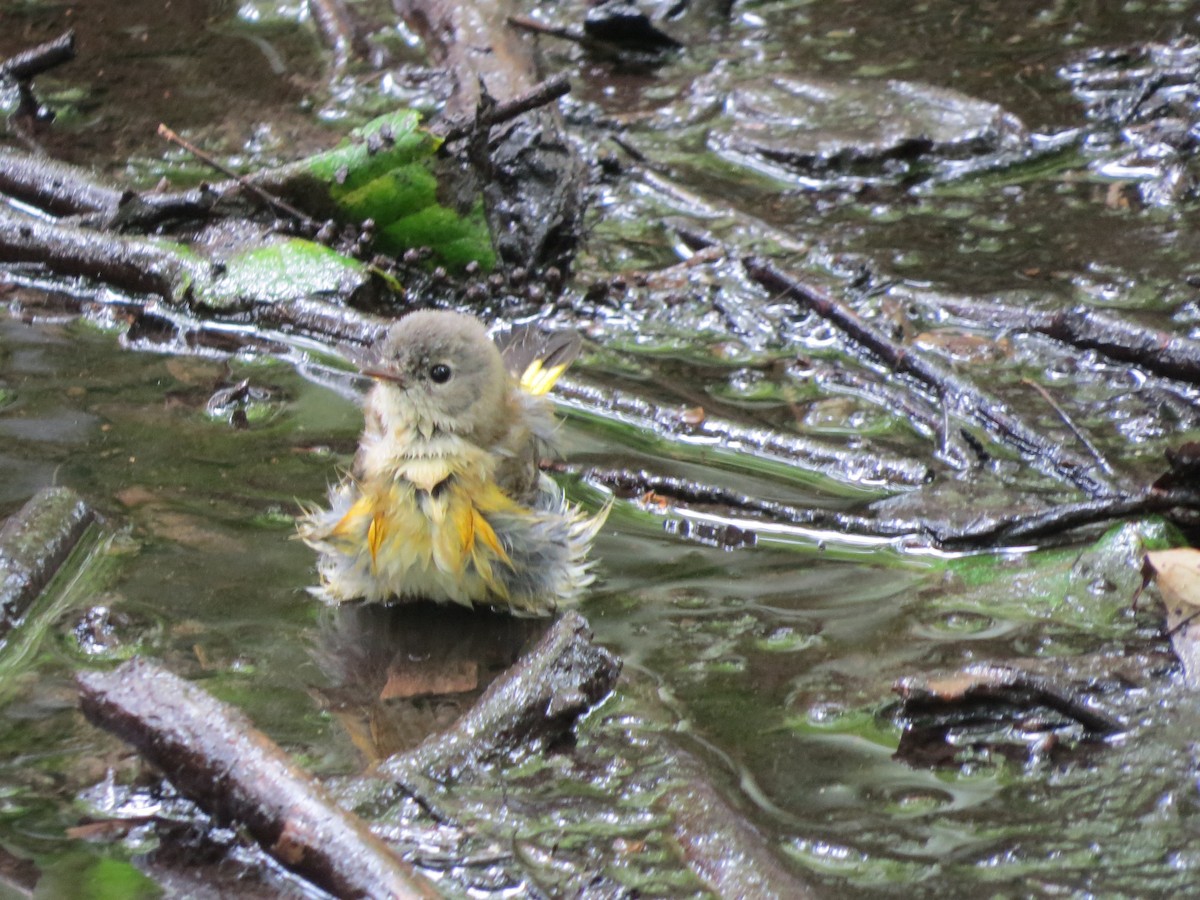 American Redstart - ML257491441