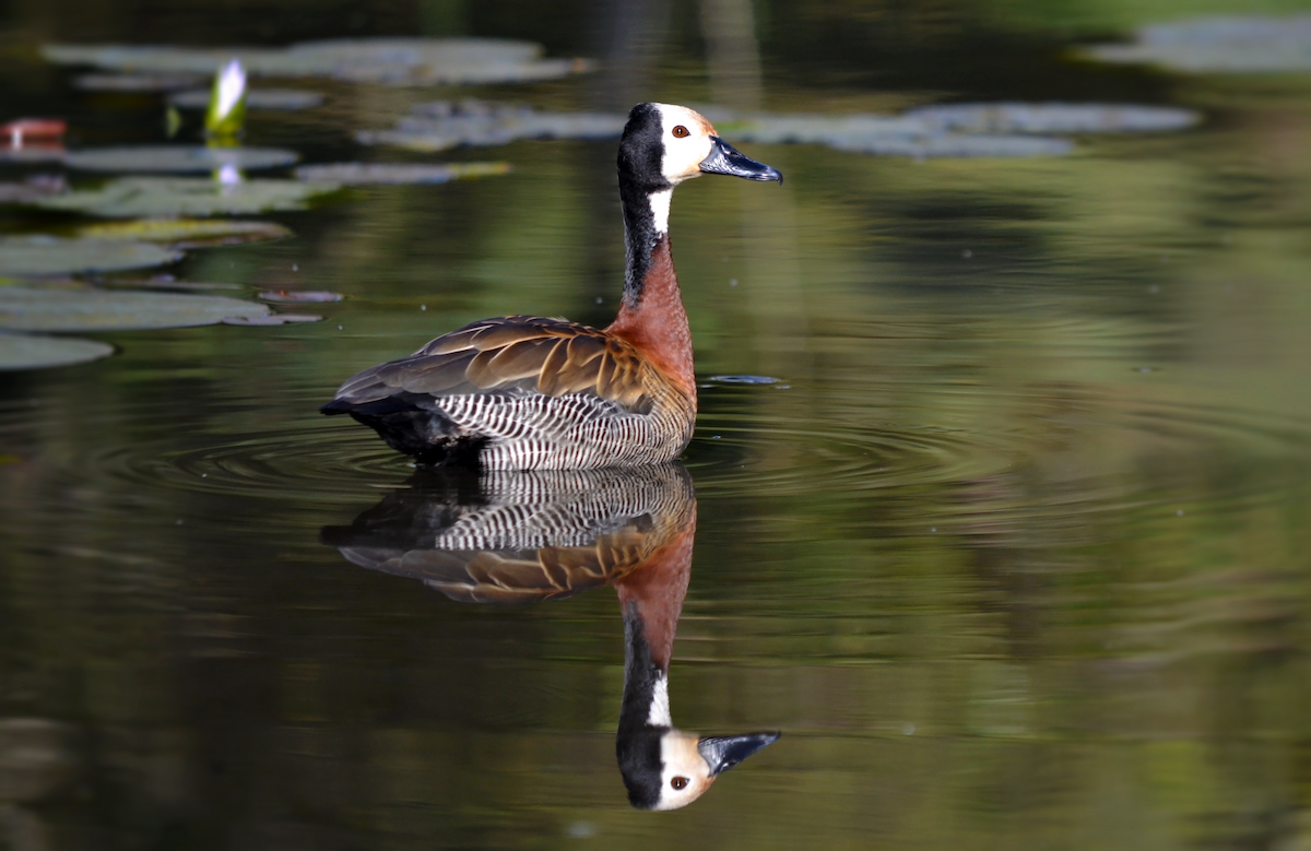 White-faced Whistling-Duck - André Perez
