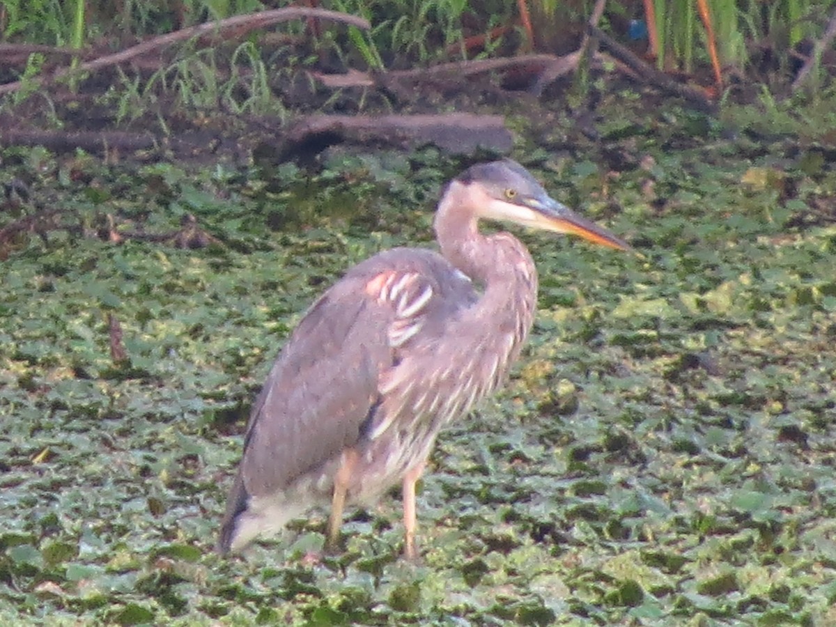Great Blue Heron - ML257492311