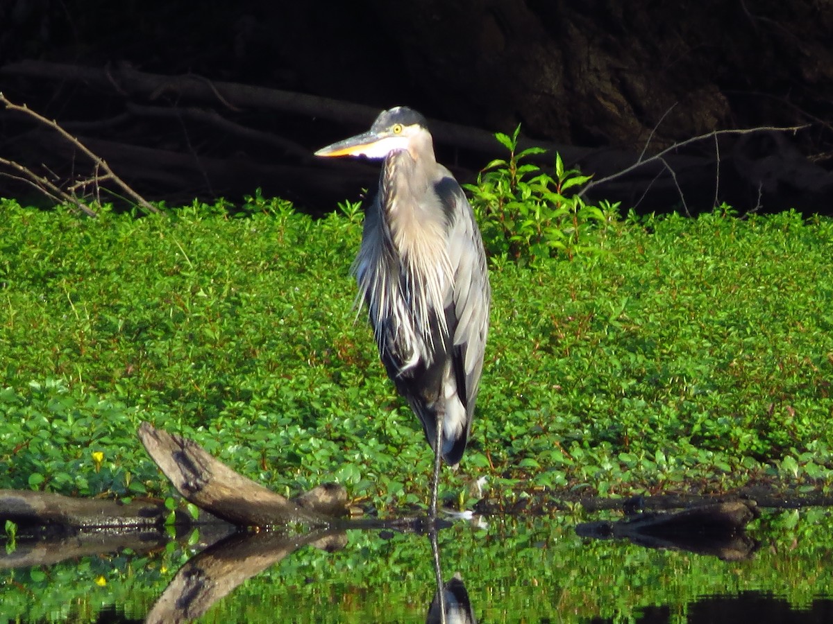 Great Blue Heron - ML257492321