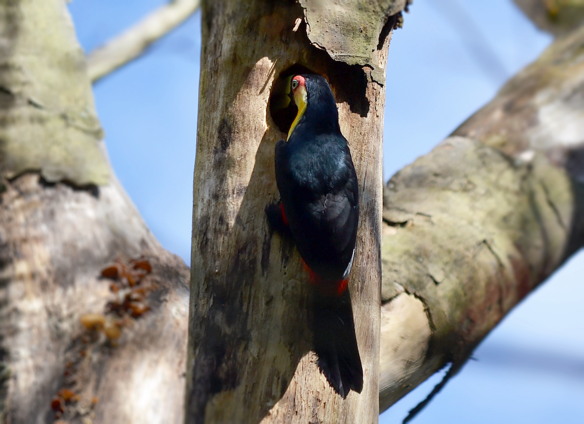 Toucan à ventre rouge - ML257492881