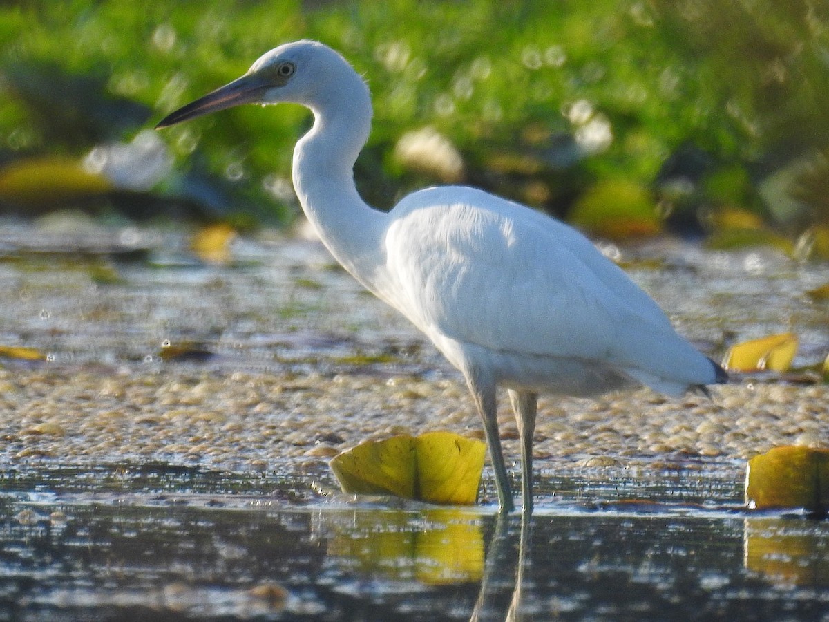 Little Blue Heron - ML257492951