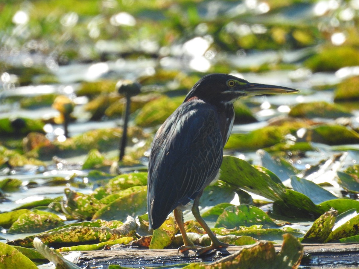 Green Heron - ML257493161