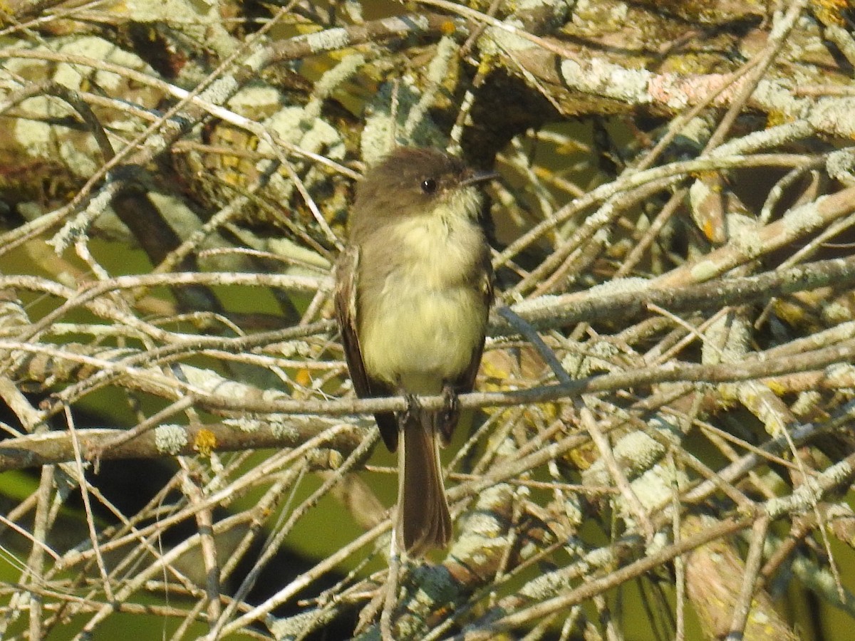 Eastern Phoebe - Mike Stage