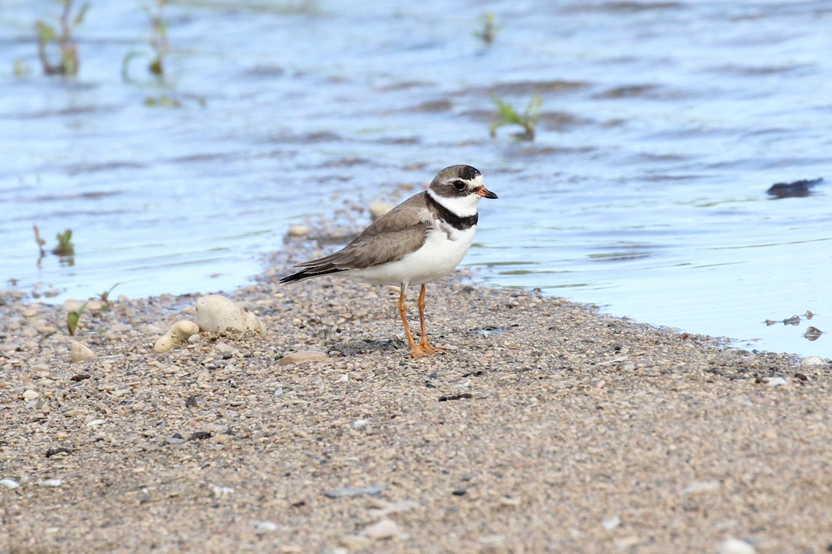 Semipalmated Plover - ML257493721