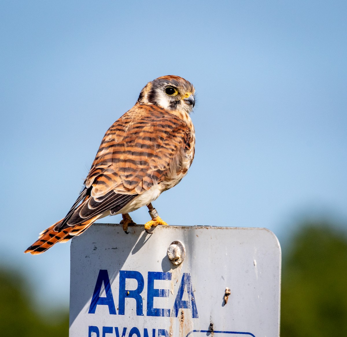 American Kestrel - Pat Snyder