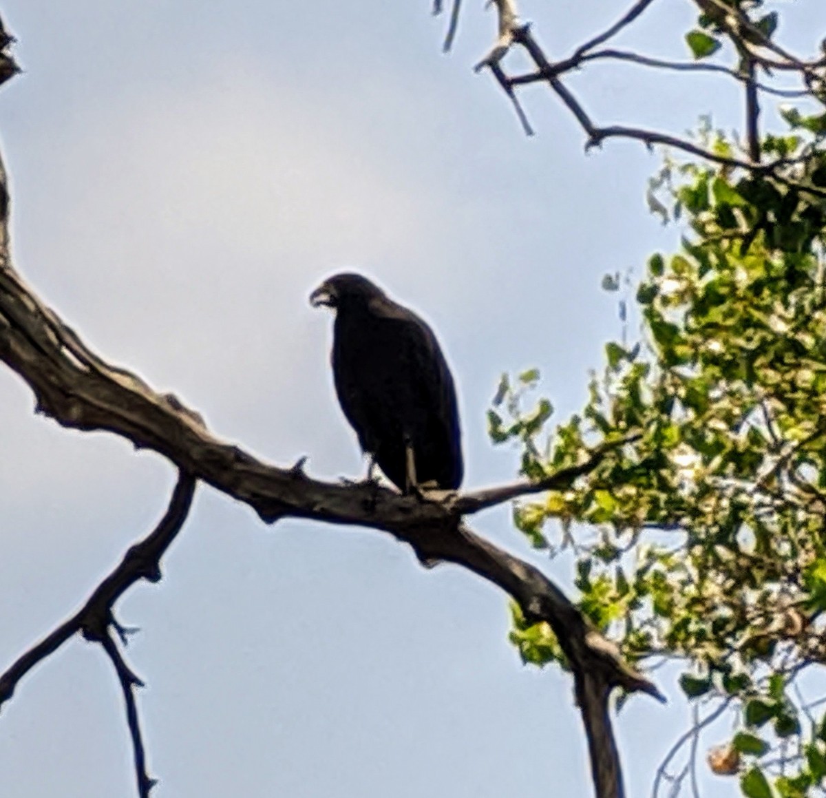 Common Black Hawk (Common) - ML257494121