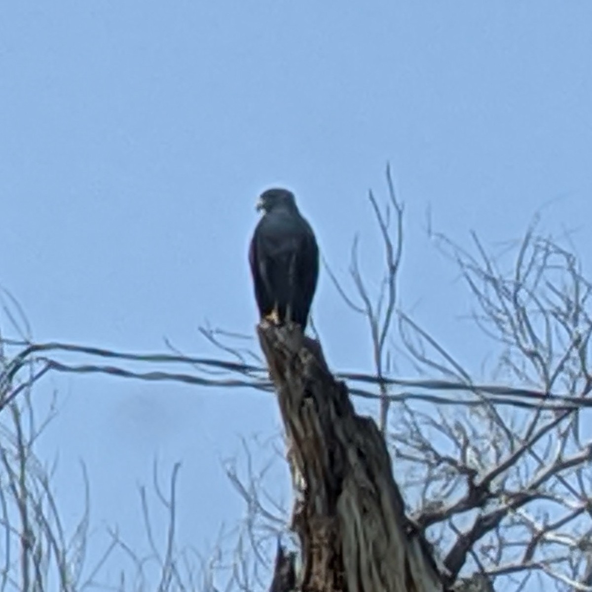 Common Black Hawk (Common) - ML257494211
