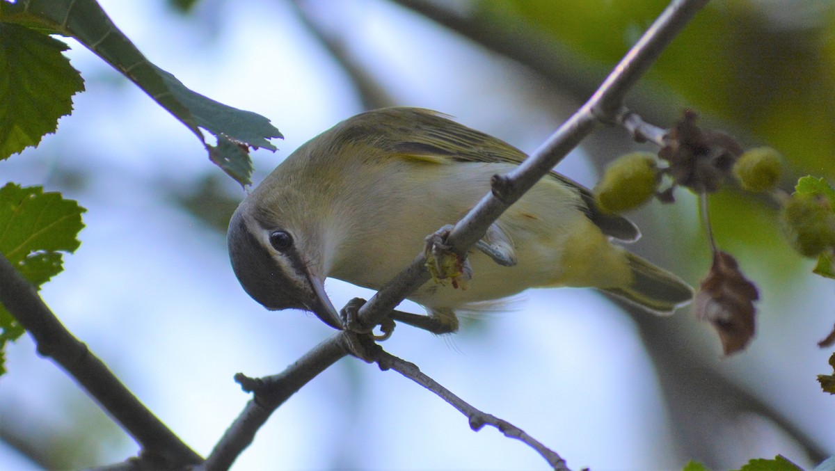 Vireo Ojirrojo - ML257494761