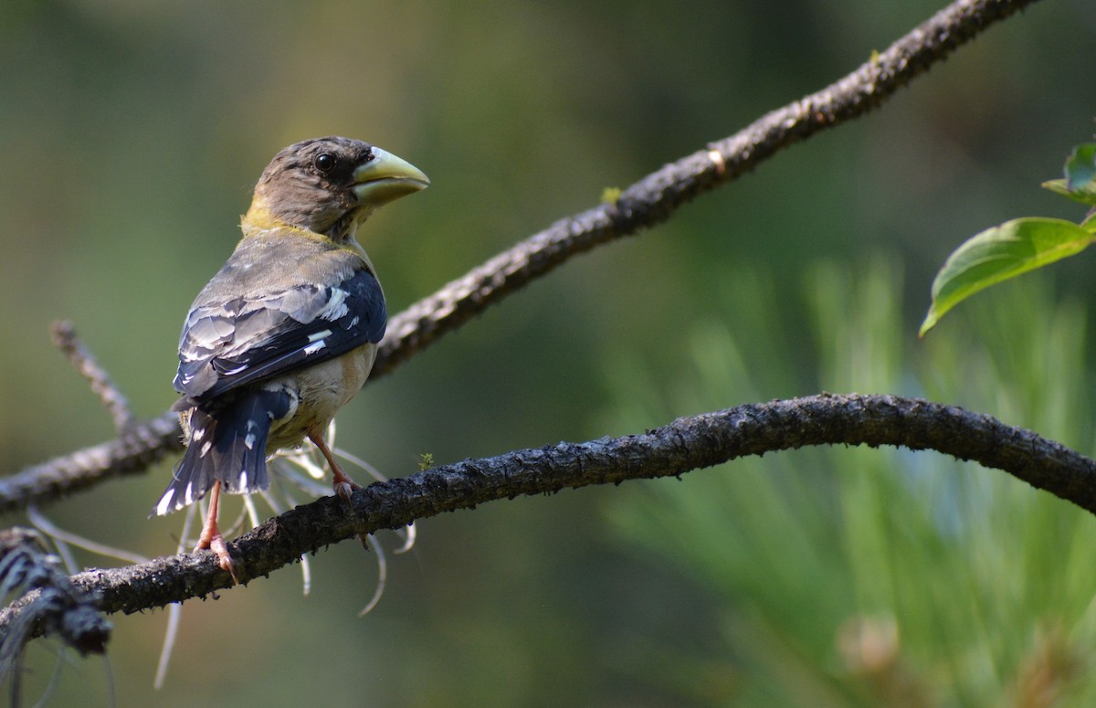 Evening Grosbeak - ML257494851