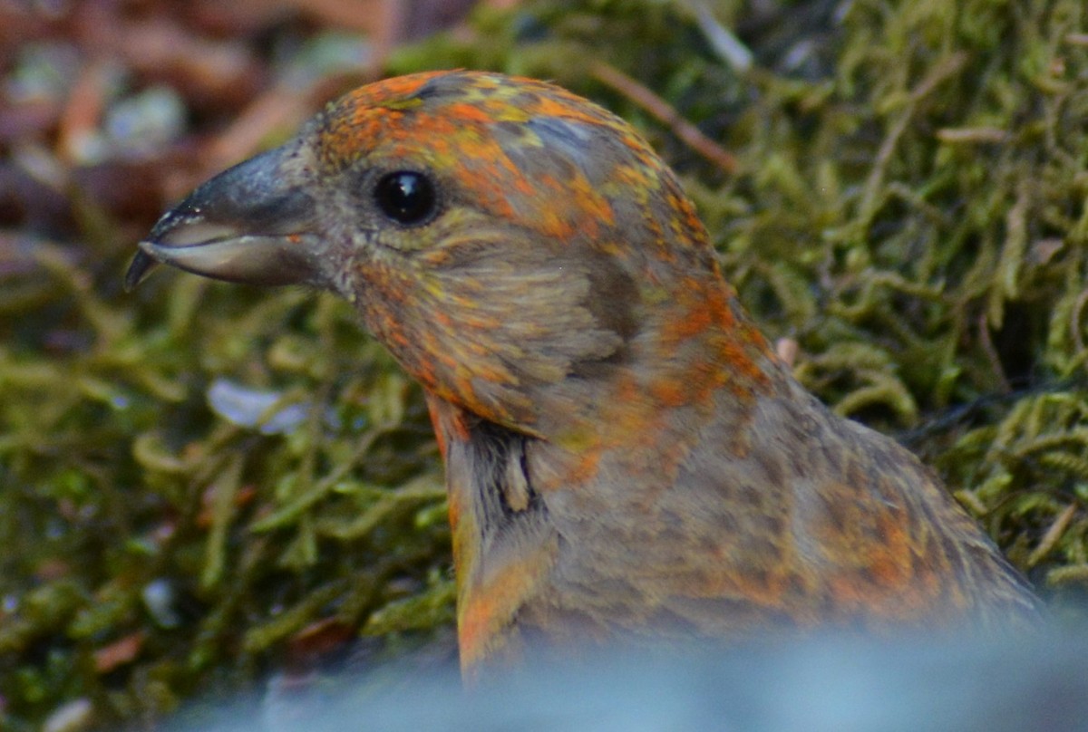 Red Crossbill - Filip Panusz