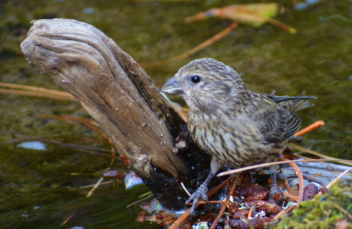 Red Crossbill - ML257495191