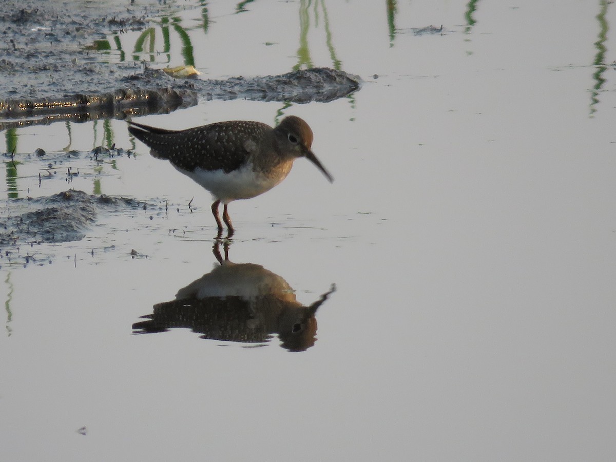 Solitary Sandpiper - ML257497081