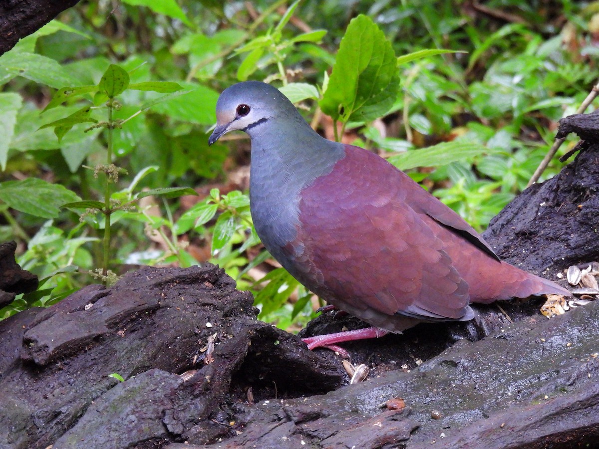 Buff-fronted Quail-Dove - Carlos Ulate