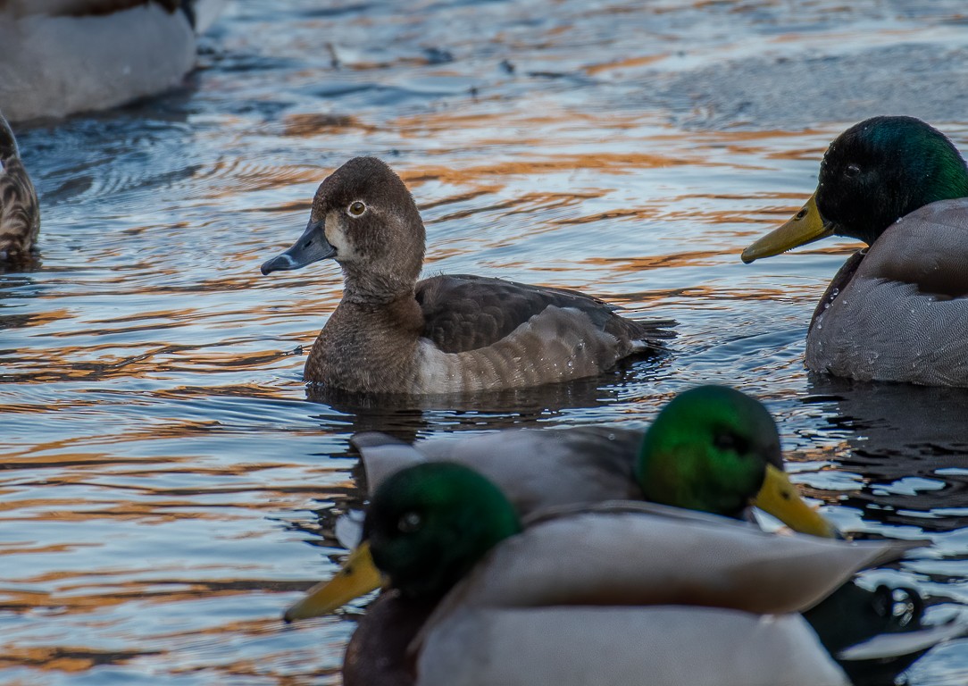 Ring-necked Duck - ML257497921