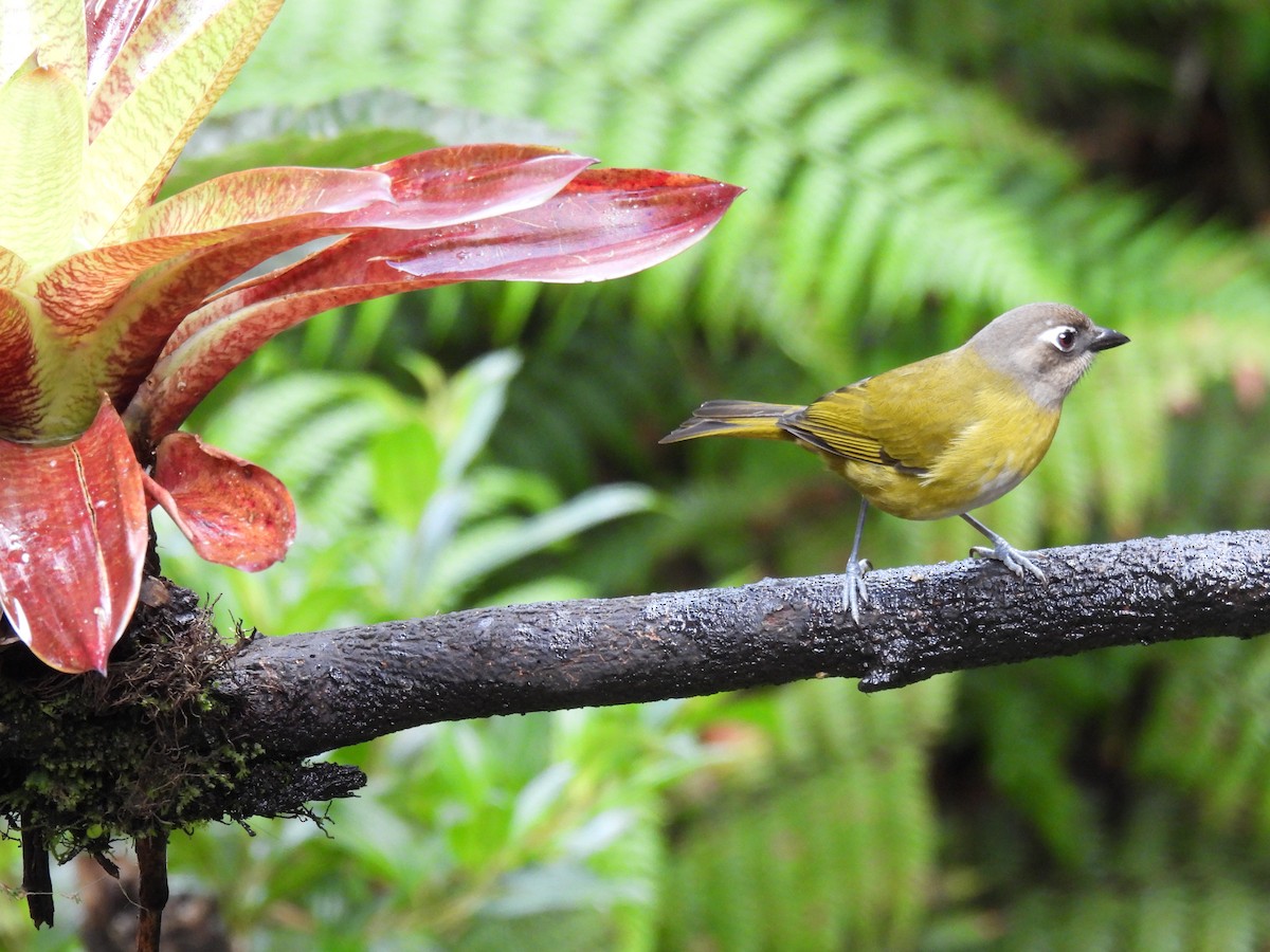 Common Chlorospingus - Carlos Ulate