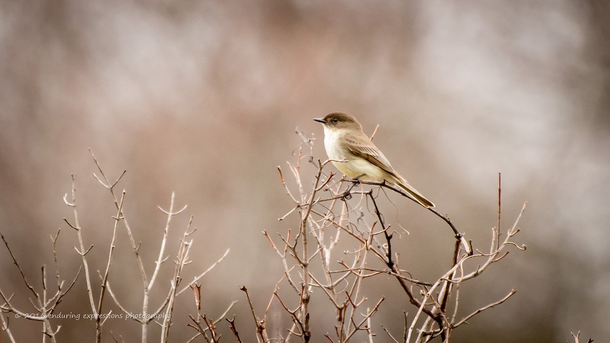 Eastern Phoebe - ML25749941