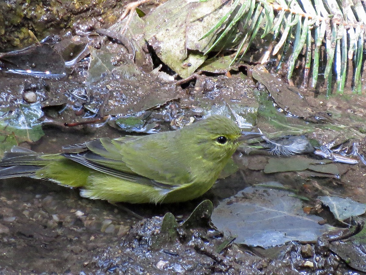 Orange-crowned Warbler - David Pearson