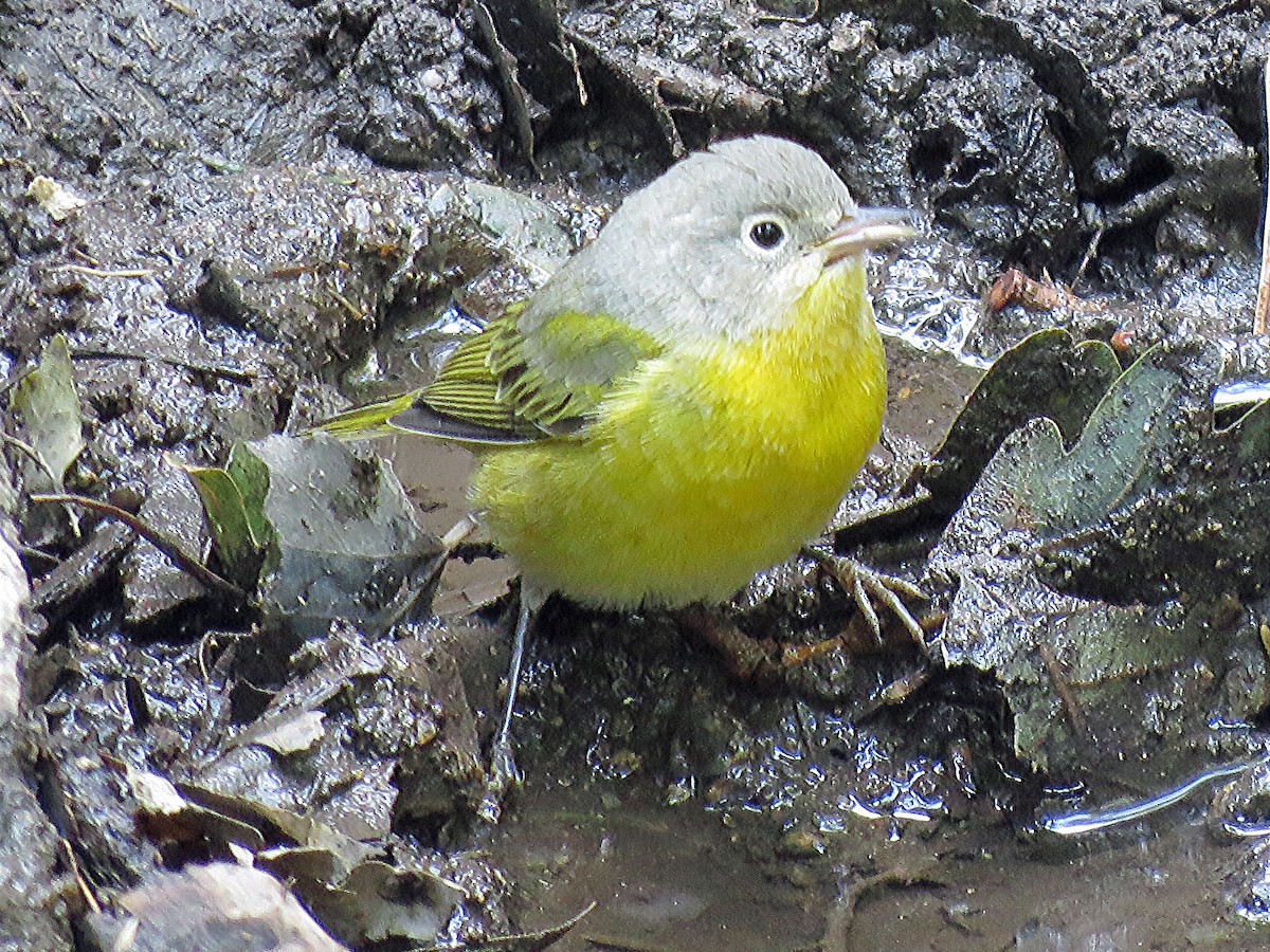 Nashville Warbler - David Pearson