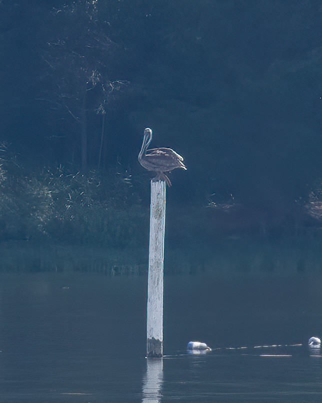 Brown Pelican - Greg Walker