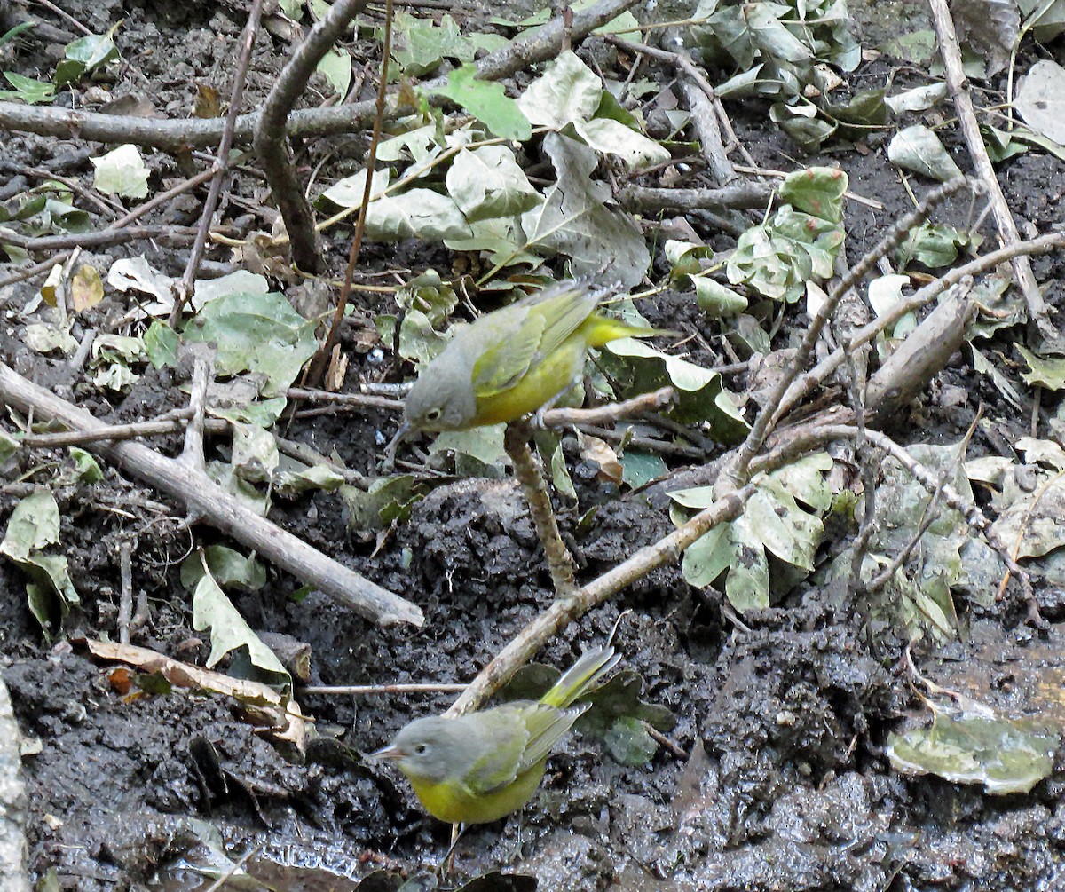 Nashville Warbler - David Pearson