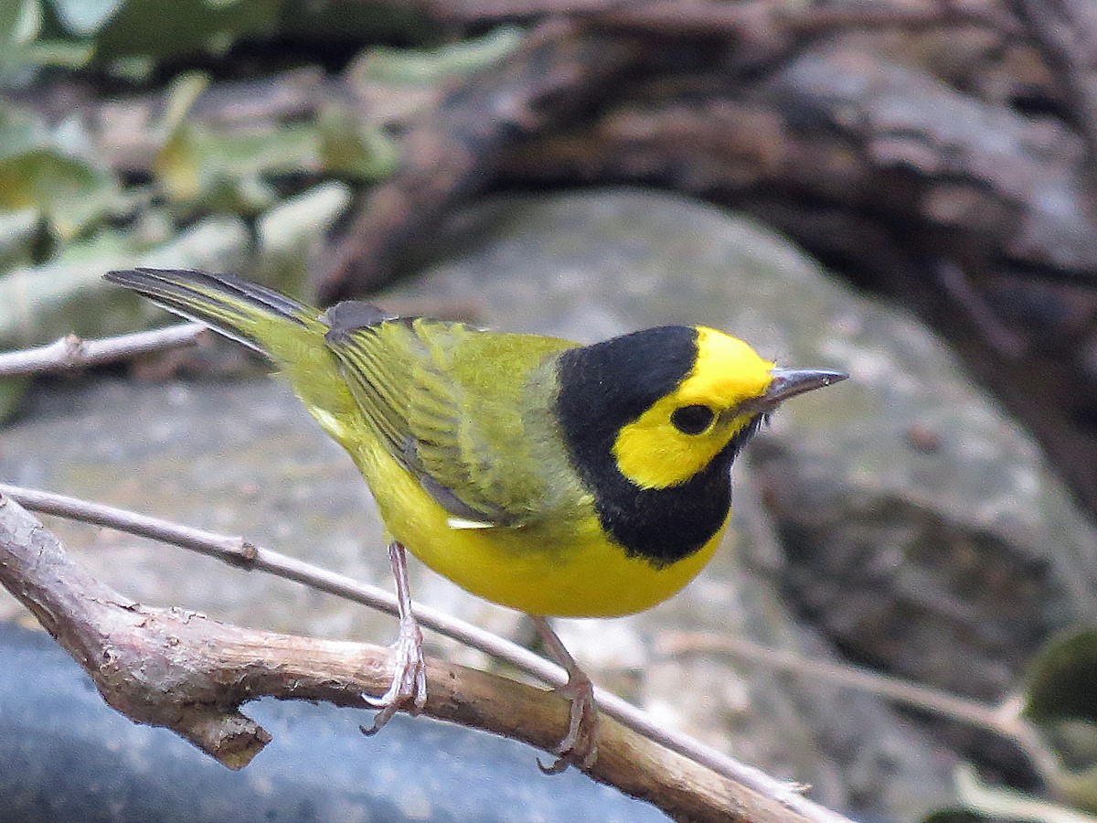 Hooded Warbler - David Pearson