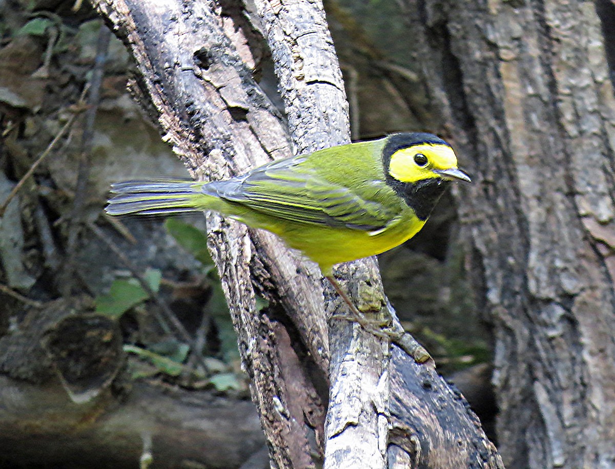 Hooded Warbler - David Pearson