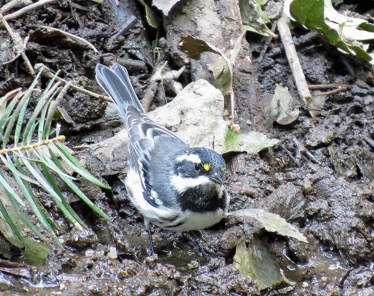 Black-throated Gray Warbler - David Pearson