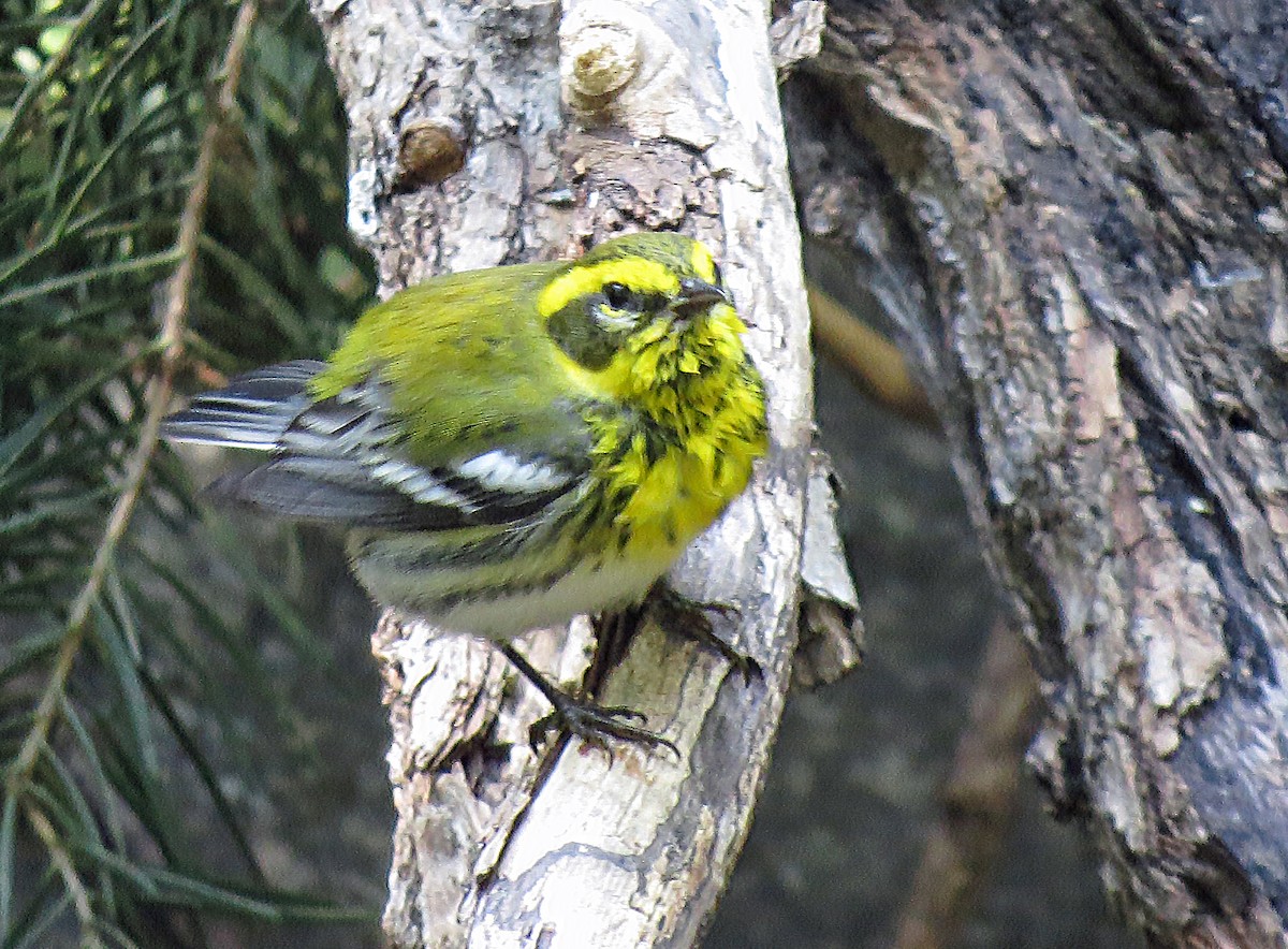 Townsend's Warbler - ML257500681