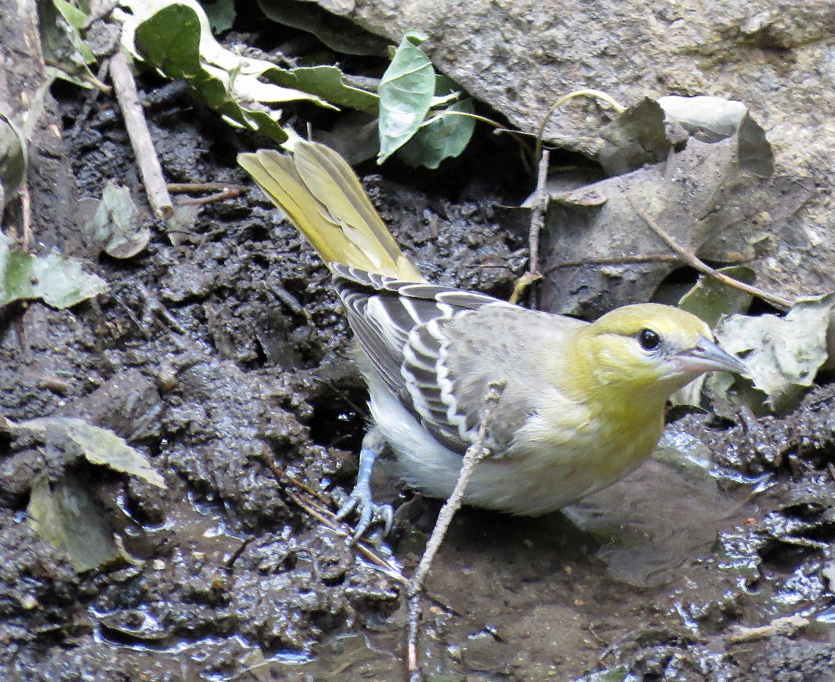 Bullock's Oriole - ML257500871