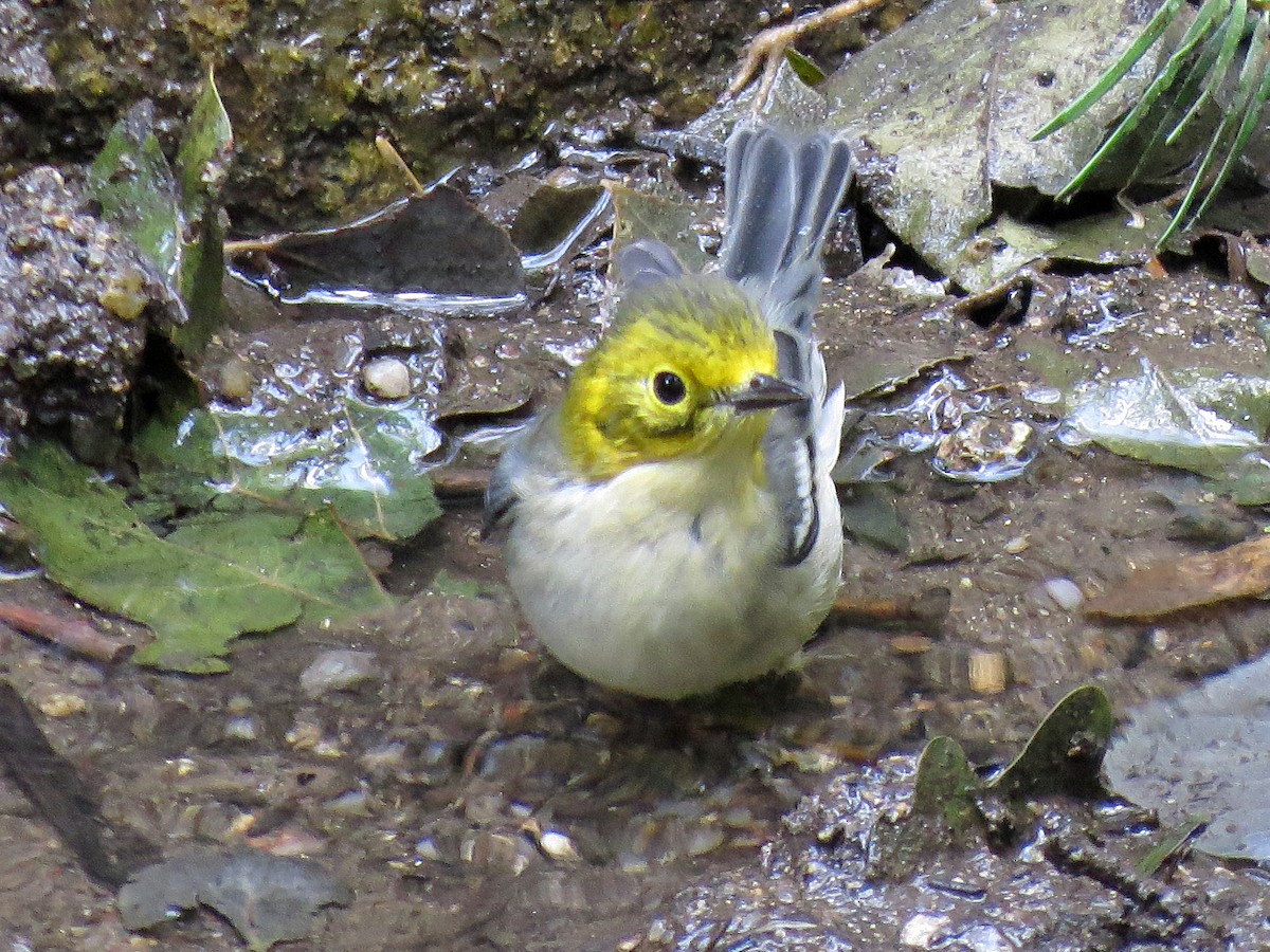 Hermit Warbler - David Pearson