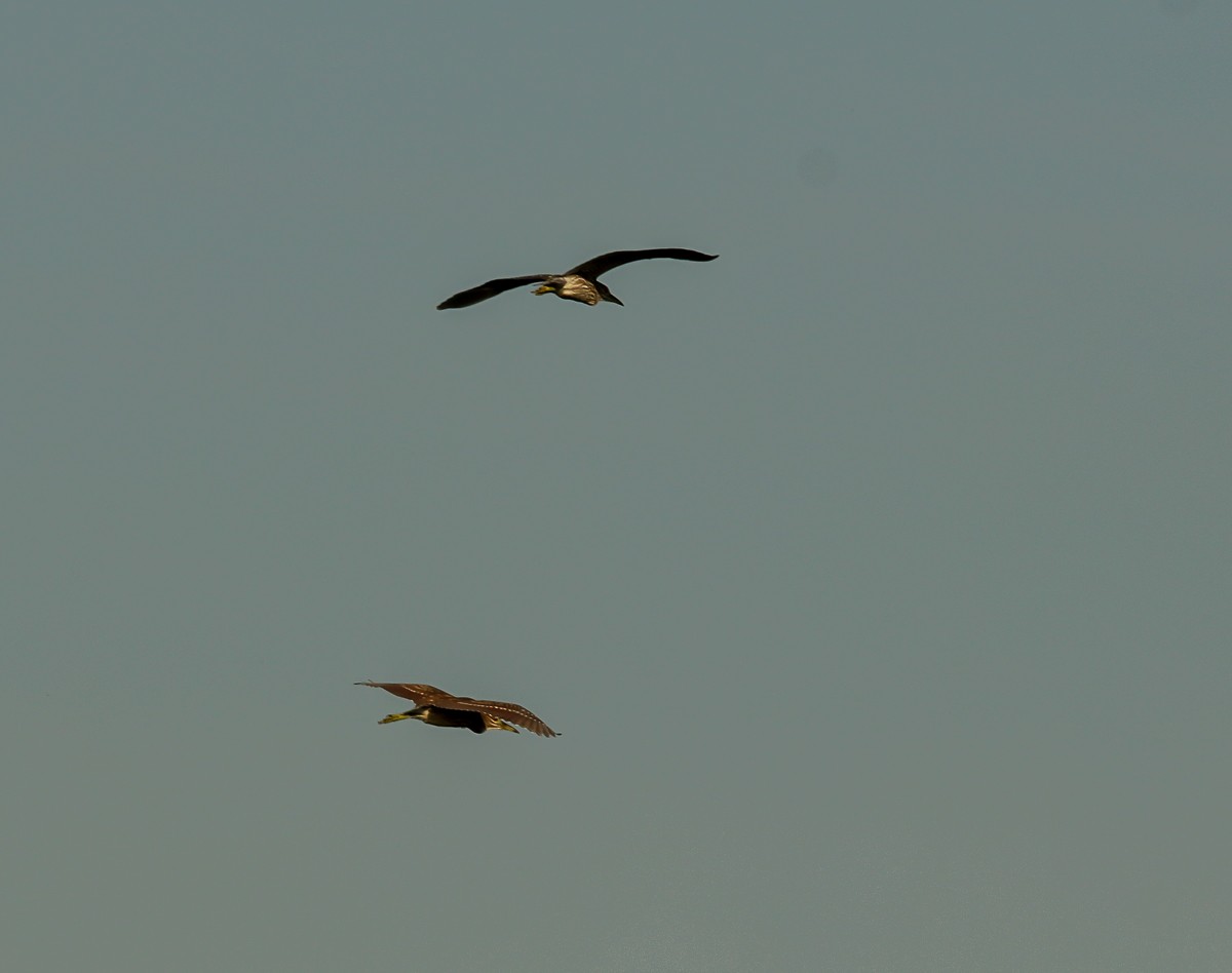 Black-crowned Night Heron - ML257502951